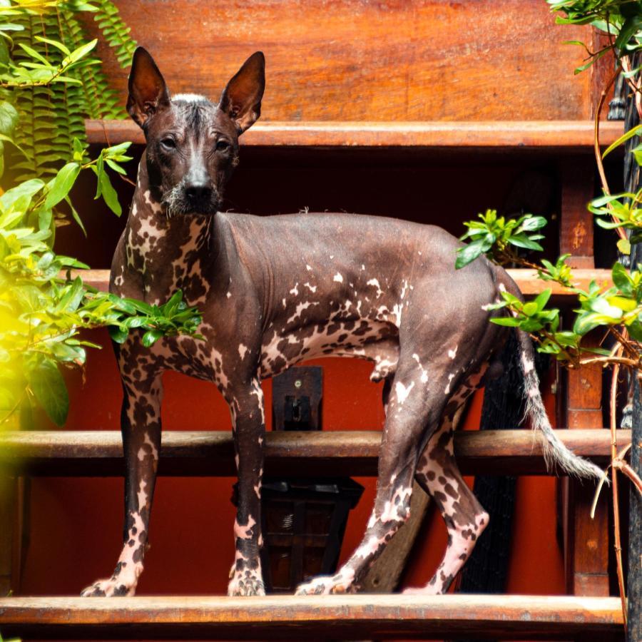 Kaclla, The Healing Dog *