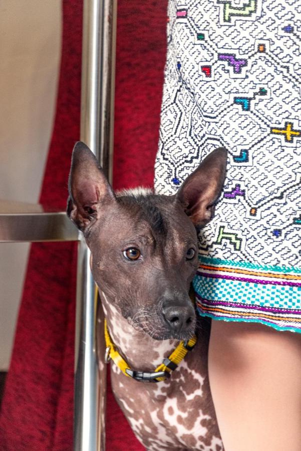 Hostal Kaclla, The Healing Dog